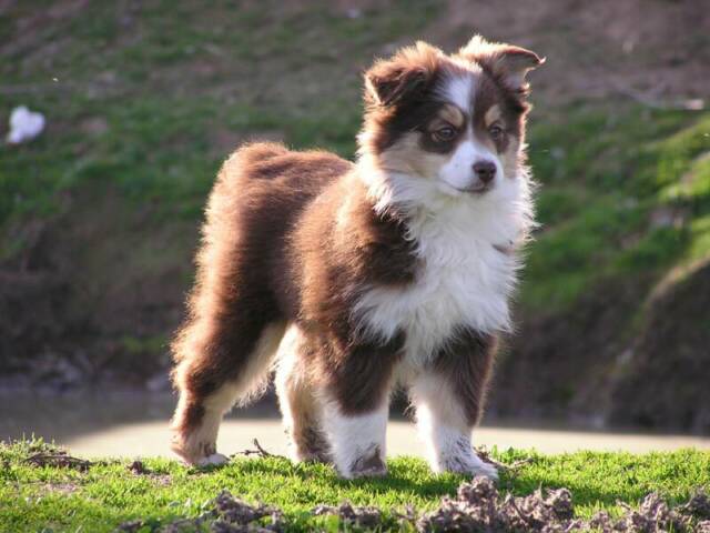 small australian shepherd